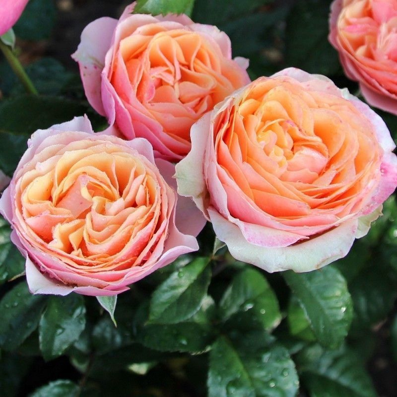 Эдит (Edit) НОВИНКА АНГЛИЙСКАЯ