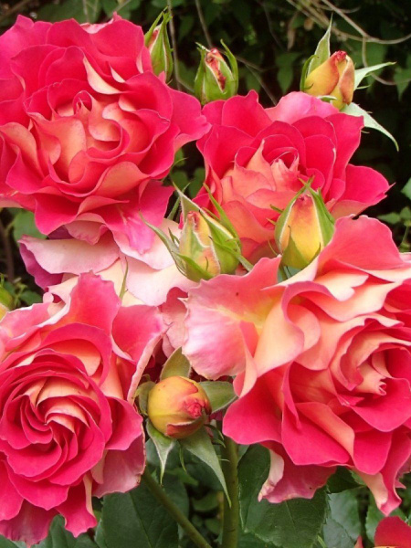 Брера (Brera) НОВИНКА ФЛОРИБУНДА