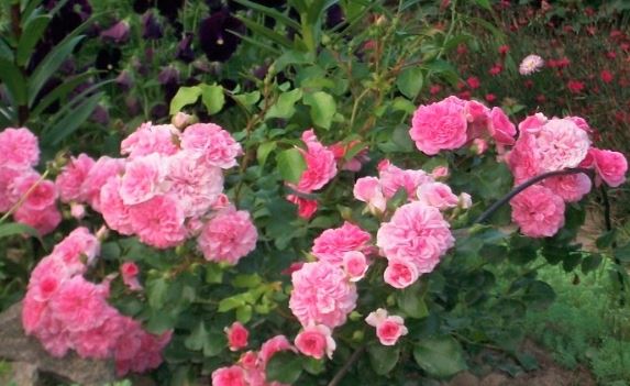 Ле Катр Сэзон (Les Quatre Saisons) НЕКОНДИЦИЯ