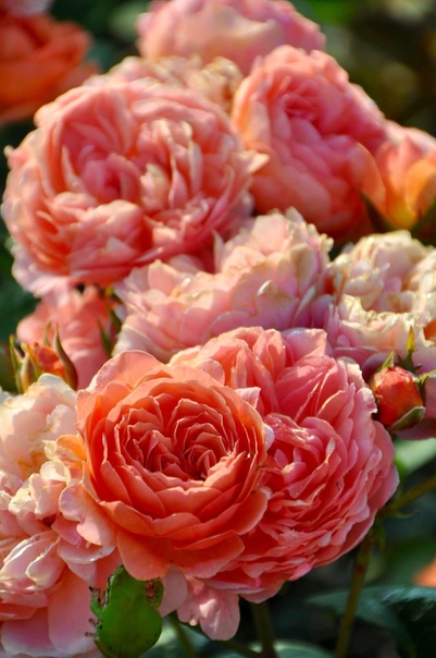 Каоликазали (Kaorikazari) Японская роза (шрабы)