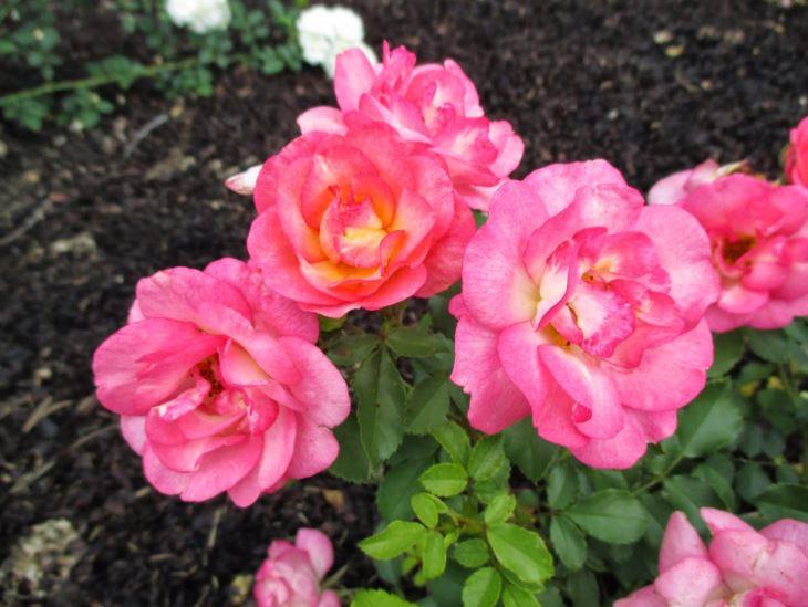 Сансет Санрайз (Sunrise Sunset) НЕКОНДИЦИЯ