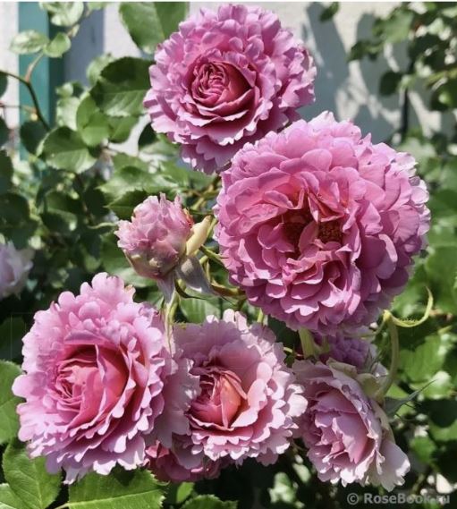 Мамитален (Mamiethalene) НОВИНКА ШРАБЫ НЕКОНДИЦИЯ