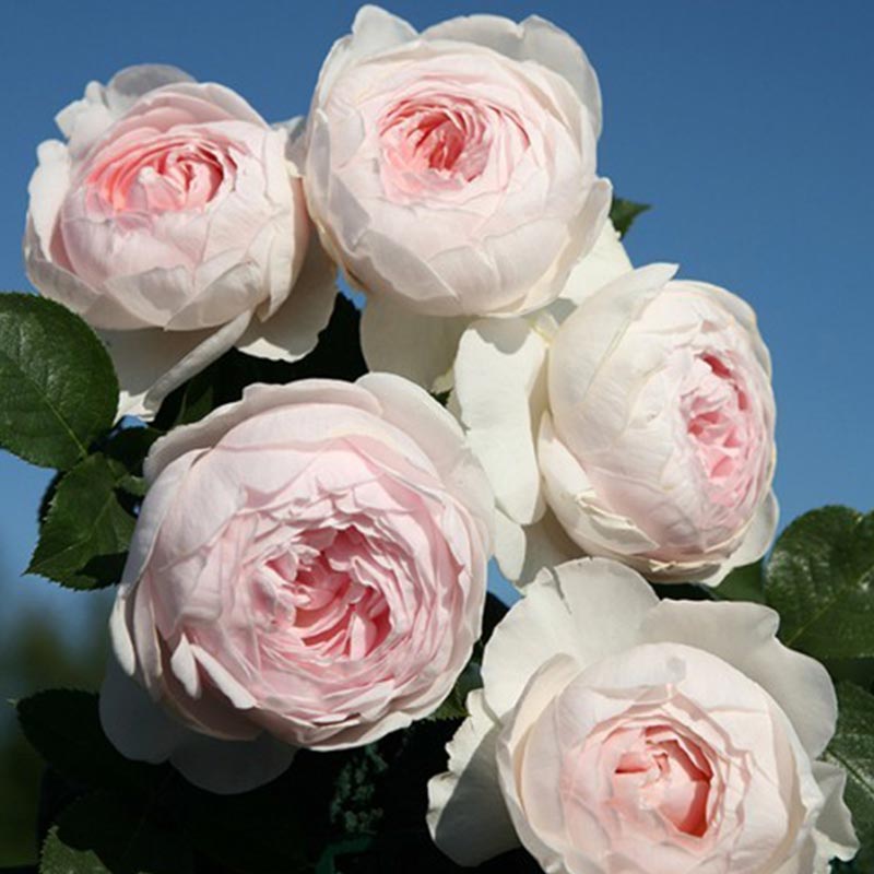 Герцогиня Кристиана (Herzogin Christiana) НОВИНКА ФЛОРИБУНДА