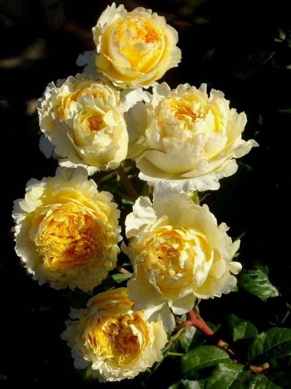 Беатрис» (Beatrice) НОВИНКА АНГЛИЙСКАЯ