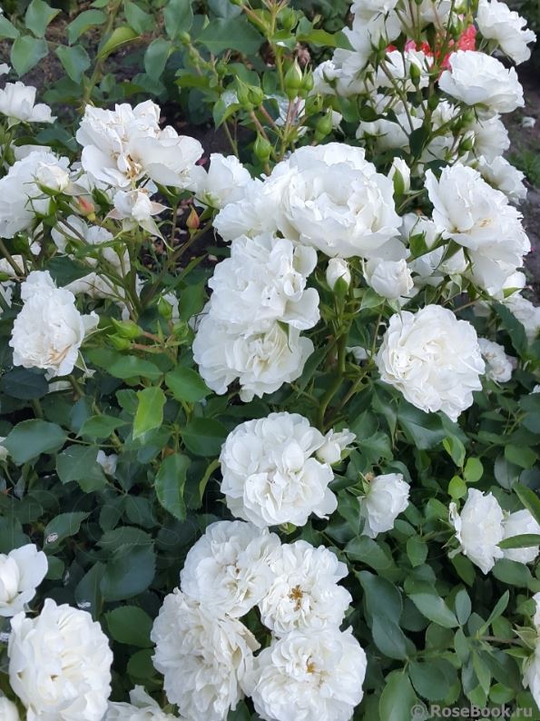 Вайт Мейдиланд (White Meidiland) НЕКОНДИЦИЯ