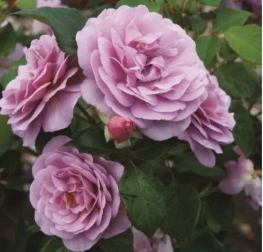 Леди Парфюм (Lady Perfume) НОВИНКА ФЛОРИБУНДА НЕКОНДИЦИЯ