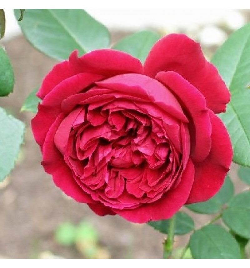 Скваер (The Squire ) НОВИНКА АНГЛИЙСКАЯ