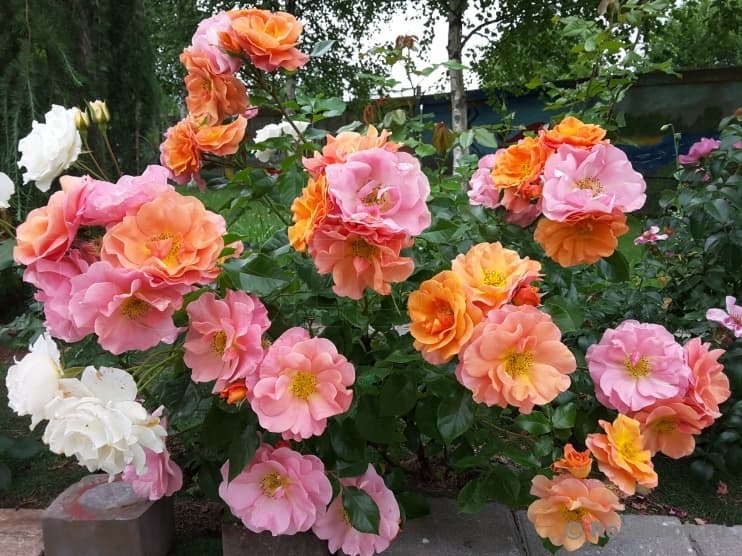 Вместе Навсегда/Тугезе Форэвэ ( Together Forever) НОВИНКА ФЛОРИБУНДА