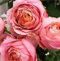 Романтик Антик (Romantic Antike) НОВИНКА НЕКОНДИЦИЯ
