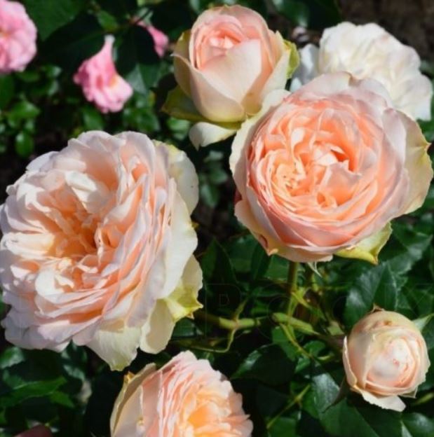 Сан Суси (Sans Souci ) НОВИНКА ФЛОРИБУНДА