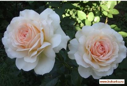 Чандос Бьюти (Chandos Beauty) НЕКОНДИЦИЯ